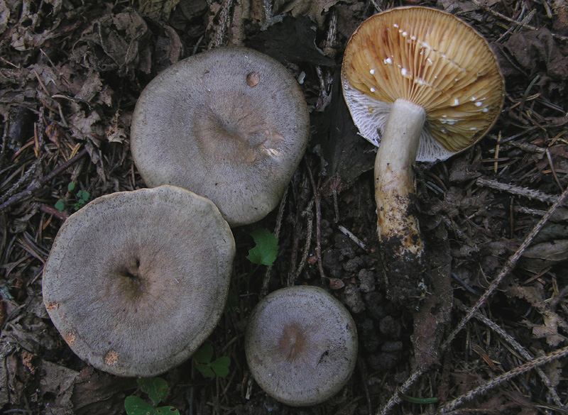Lactarius da determinare.